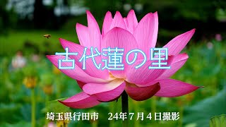 4K【古代蓮の里】2024.7.4撮影　埼玉県行田市