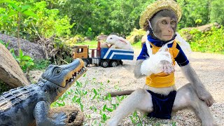 Baby Monkey Bim Bim vs Dog Amee stuck animal revolt | Baby Monkey Animal