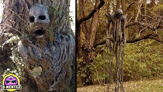 6 Hallazgos Aterradores En El Bosque