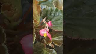 Begonia plants care and type of soil #gardening #begonia #begonia #care