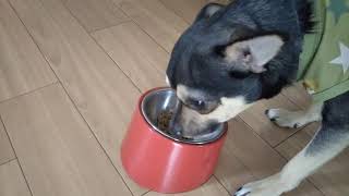 チワワ\u0026チワピンのいつものご飯風景🐶