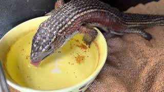 オニプレートトカゲ水飲みシーン