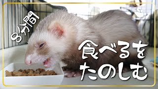 咀嚼音を楽しむ！フェレットの食事８分間　ferret!!! Eating Sounds 8 minutes