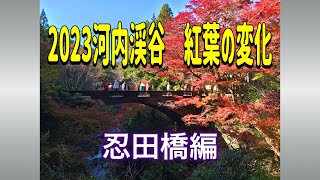 2023河内渓谷　紅葉の変化〜忍田橋編〜