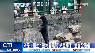 【每日必看】又是工讀生? 動物園黑熊\