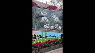 香港海洋公園 - 熊貓館 - 安安、可可 - Hong Kong Ocean Park ￼