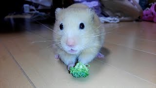 ブロッコリーをひたすら食べるハムスターに癒される！おもしろ可愛いハムスターYou are healed by Funny hamsters who just eat broccoli!