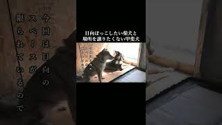 日向ぼっこしたい柴犬、場所を譲りたくない甲斐犬 #柴犬 #甲斐犬#youtubeshorts