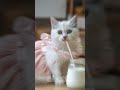 cute kitten drink milk 🍼🍼 #cat #ai #cute #kitten #funny #pets