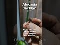 how to propagate alocasia jacklyn. root the corms