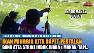 SAKITNYA TUH DISINI‼️ INDUK MAKAN TAPI SENAR PUTUS, ADA YANG BANDANGAN TERNYATA INDUK JUARA 1 ‼️