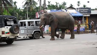 Running wild: Indian elephant ventures in city in search of food