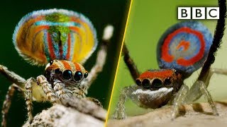 Peacock spiders, dance for your life! - BBC