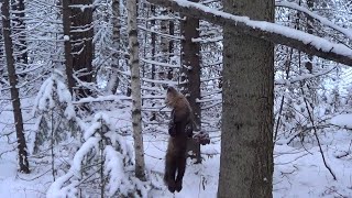 ЧУЖОЕ НЕ БЕРУ! Охота на Соболя и Куницу капканами. Сезон 22-23г