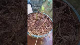 Betel plant growing#betel#leaf#plant