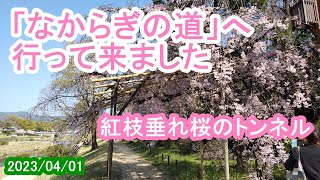 京都「なからぎの道」（半木の道）に行ってきました／Kyoto Nakaragino Michi～電車＆ウォークな日々（2023/04/01）