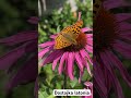 Motyl Dostojka Latonia w SLOW MOTION zdumienie