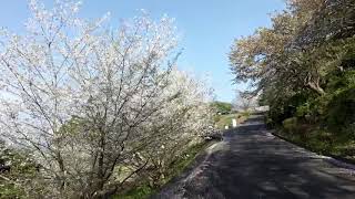 四本堂公園キャンプ場への桜並木