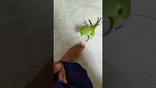 talking parrot // পা দেখে কি করে দেখে নিন🤣🤣🤣