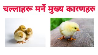 चल्लाहरू मर्ने मुख्य कारणहरु र समाधानका उपायहरु ।‌ Early Chicks Mortality ॥ Poultry Farming in Nepal