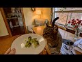 Is Bobby Cat Eating Broccoli? 😸 🥦  #catvideos #cat #catlover