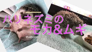 【ハリネズミ】モカとムギ