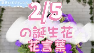 【園芸のぶチャンネル】2/5の誕生花と花言葉【２月】【５日】【ガーデニング】【雑学】【トリビア】【オーブリエチア】