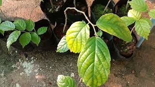 Holoptelea integrifolia, the Indian elm or jungle cork tree saplings - Our Wild tree collection