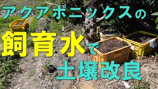 微生物たっぷりの飼育水を畑に撒いて土壌改良に挑戦～その①～【アクアポニックス】/Aquaponics, Microorganisms, Soil Improvement,