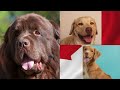 🇨🇦 top 10 dog breeds originating from canada 🐕❄️ discover the heritage of canada s unique dogs