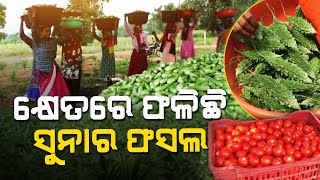 Farmer in Rayagada earns massive profit through organic farming