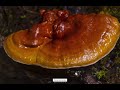 Reishi Mushroom Growing - Lingzhi Mushroom Forest - Time-lapse photography 2023