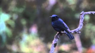 コンヒタキ（White-Tailed Robin）の♂の佇み