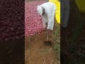 to protect onion from rain water dig furrows