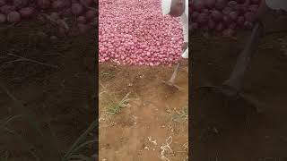 To protect onion from rain water, dig furrows