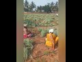 harvesting dhavana