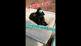 【キャッチボールをする犬】とっても上手にボール遊びをする犬がこちらです♪