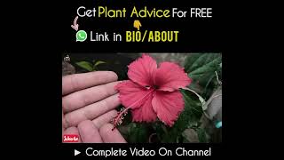 Benefits of Pruning Hibiscus Plant!