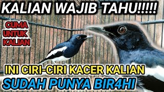 BEGINI CIRI-CIRI BURUNG KACER SUDAH PUNYA BIRAHI | DR KACER NEW