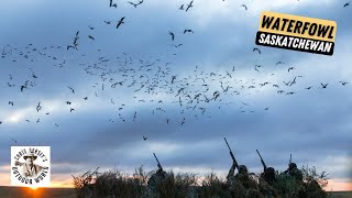 Early Season Waterfowl in Saskatchewan