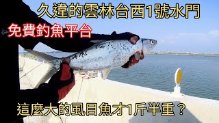 久違的台西1號水門免費釣魚平台釣獲大虱目魚（222集）@Pin338548 阿平趴趴走