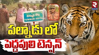 పల్నాడు లో పెద్దపులి టెన్షన్ | పల్నాడు జిల్లాలో టైగర్ టెన్షన్ | గుంటూరు వార్తలు | RTV గుంటూరు