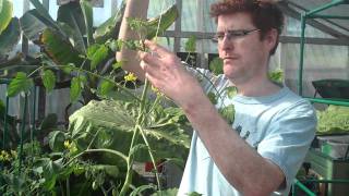 Tying in a Tomato Plant