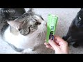 cats try tiki cat stix wet treats with duck in creamy gravy * s4 e68