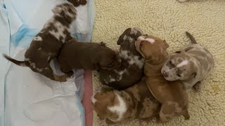 Chocolate and lilac tri Merle American bully puppies Peaches X King Leonidas litter