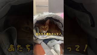 【一緒にお出かけしたい猫🐈】#猫 #ねこ #猫のいる暮らし #猫のいる生活 #猫動画 #ソマリ #可愛い #かわいい #shorts