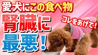 【犬の腎臓病】犬向けの高タンパク質フードは腎臓に非常に悪いです。正しい食事はコレです！