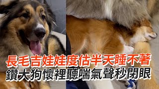 長毛吉娃娃睡不著💤鑽大狗懷裡聽喘氣聲秒閉眼｜寵物動物｜狗狗｜精選影片