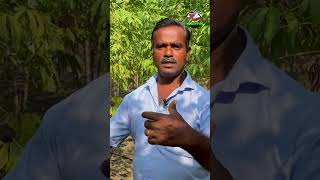 🌱 மரவள்ளிக்கிழங்கு விவசாயம் | Smart Vivasayi | Smart Vivasayi