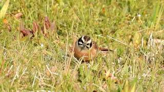 ムビる08946 今日のホオジロ♂ hoojiro